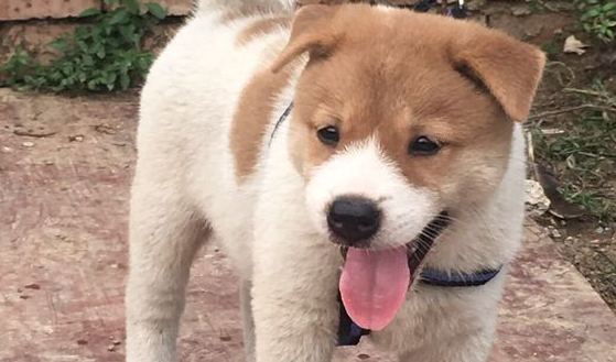 网民带土狗回家，它看啥都感觉奇特，狗：我想留有