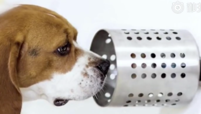 最新研究报道：狗狗能闻出血液中的癌症 并且准确率达到96.7%