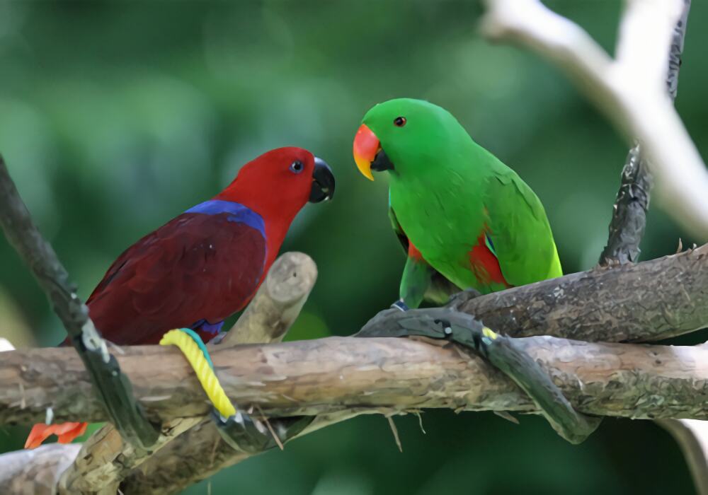 折衷鹦鹉身份信息