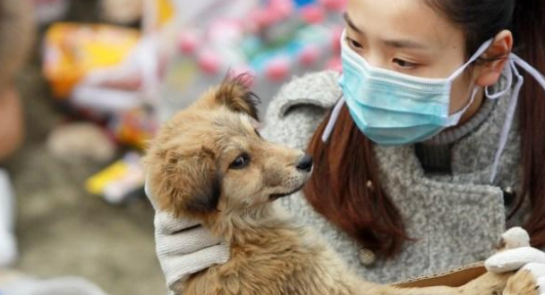 狗肉贩子入狱并罚500多万!这样的狗肉你还吃吗?