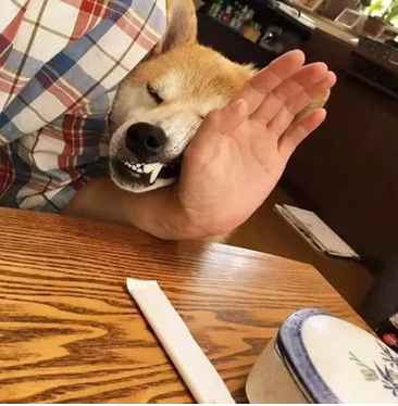 主人带狗狗出门聚会,以便桌子的饭食,即使脸形变了狗狗也罢拼