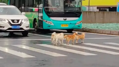 几只流浪狗过马路,私家车和公交车主动停下来让行,为你们点赞!