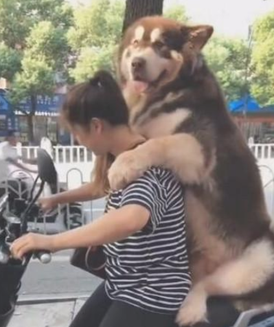 女人骑着电动车带阿拉斯加犬去玩,骑到半路不幸发生了!