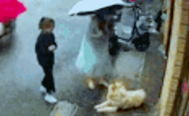 完整还原女子摸狗被咬现场，事情根本不是你想的那么简单