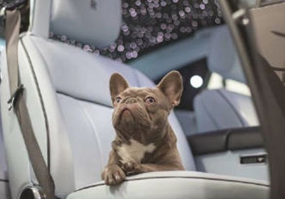 斗牛犬仅一岁便开豪车、戴名表,拥有数亿家产,堪称狗生赢家