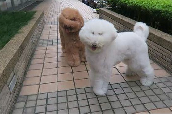 外边的风太大,贵宾犬的眼睛都被吹遮上了,狗:母亲我要回家!