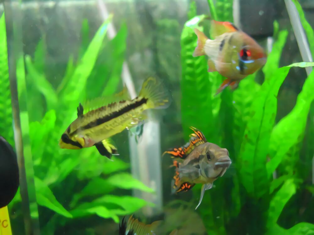 爱琴鱼身份信息