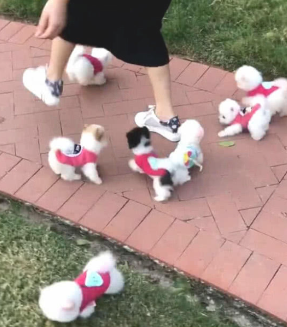 主人家带著几个茶杯犬外出，过路人竞相照相