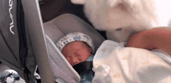 主人在吃大餐，秋田犬只能在旁边看，被它的表情逗笑了