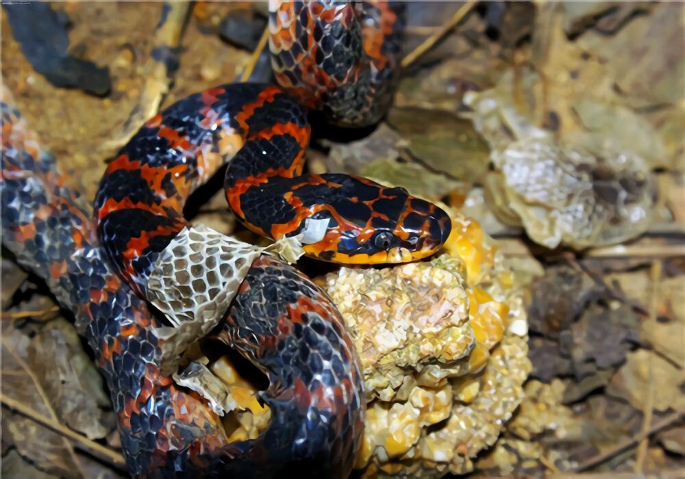 赤练蛇身份信息