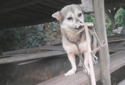狗狗刚开始很凶,当网民拿了肉回来后立刻就变和蔼可亲了,好香基本定律?