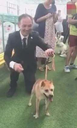狗狗得侏儒症造成没颈部，发生在宠物展，点爆全部当场！
