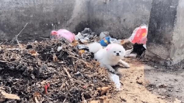 小博美成流浪狗,每次换药对它都是煎熬