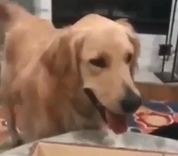 讨人喜欢金毛狗狗效仿主人掷骰子 将足球丢到桌子参加手机游戏