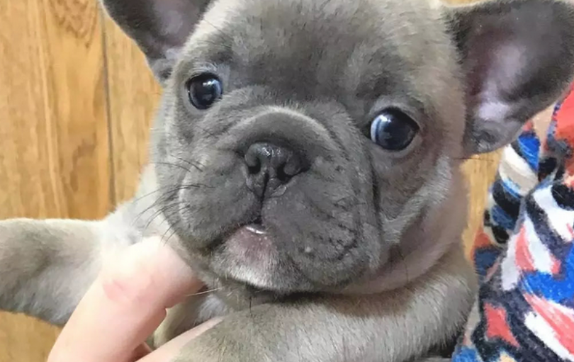 又胖又丑除开吃就是说睡,却又非常惹人希罕,这就是说斗牛犬!