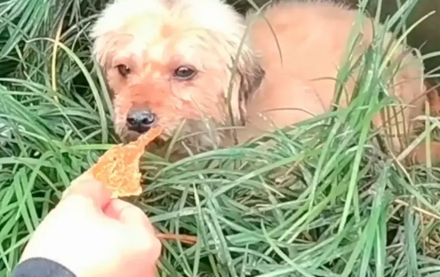 拖着腿,下雨天躲在麦地里的流浪狗,被一群人帮助后,抱着小哥的手满是祈求