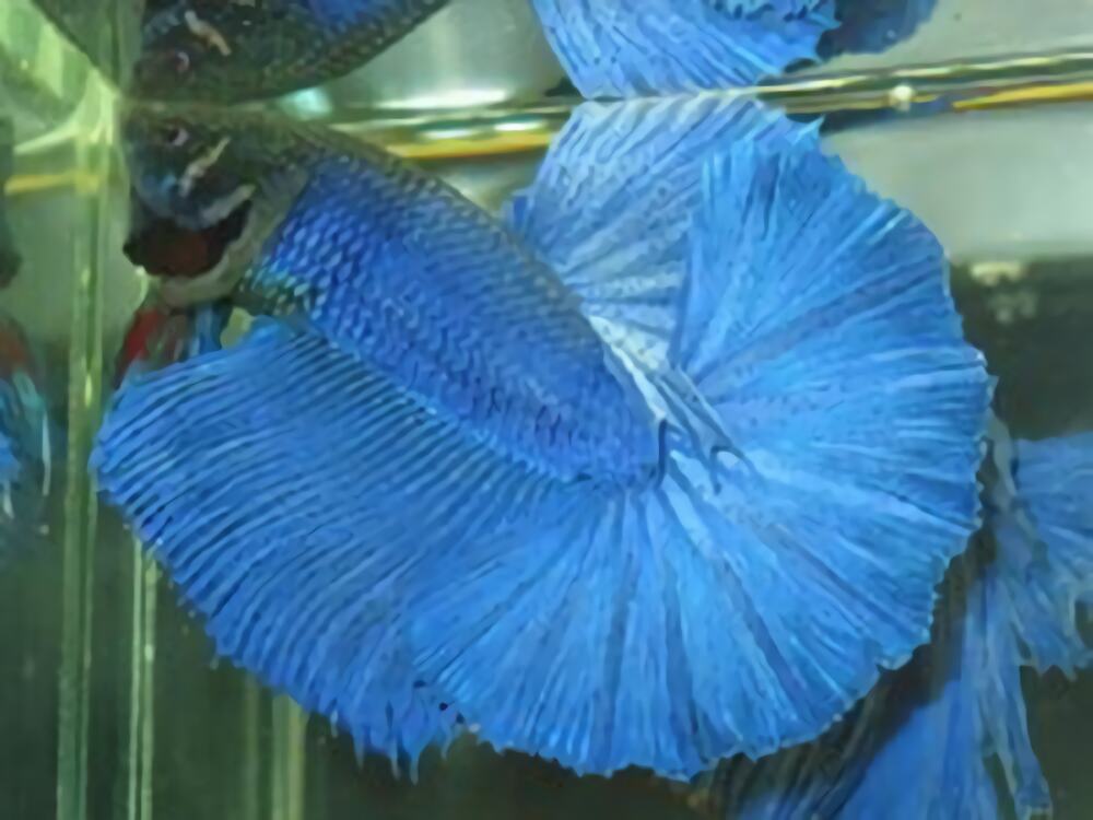 泰国斗鱼身份信息