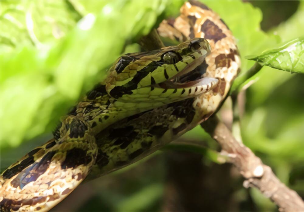 繁花林蛇身份信息