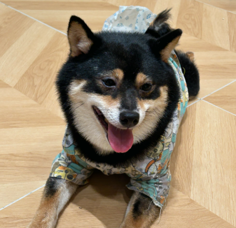 母亲病榻旁打架 小区宠物犬伤人 民警“三所联动”止纷争
