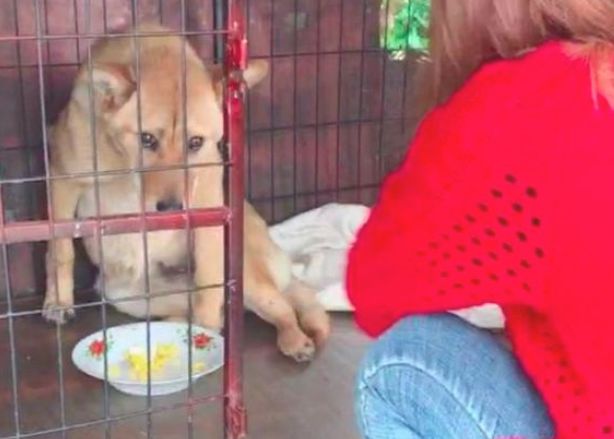 狗狗的后腿被撞断,以便不给主人找麻烦