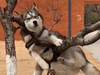 遛狗时内急让大爷帮忙照看狗狗，然而回来后，二哈却成为众人焦点