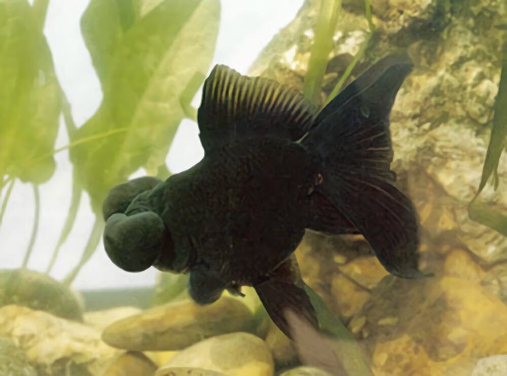 扯旗黑水泡身份信息