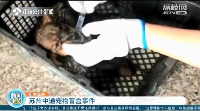 痛心!百余只宠物盲盒被遗弃街头,有猫有狗都在惨叫!