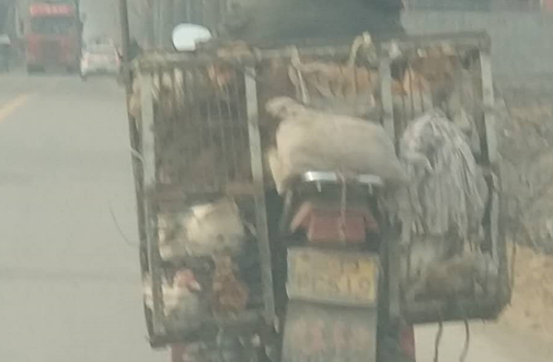 开车偶遇农村偷狗贼,追了一路没追上,可恨!