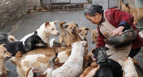 虽然主人都喜欢把外来狗子当成宠物,却只有田园犬懂得感恩与回报