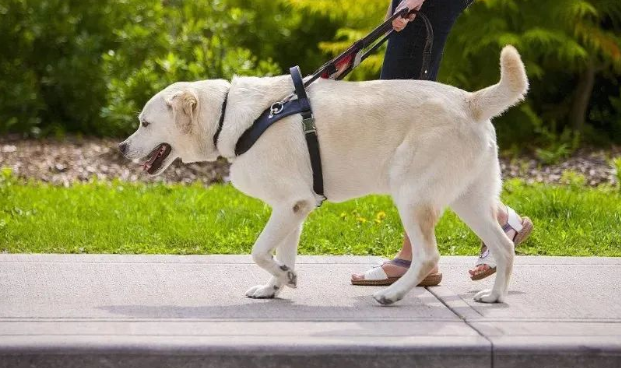 妹子搭地铁被导盲犬睡一整路,她一秒都不敢动:它一定累坏了