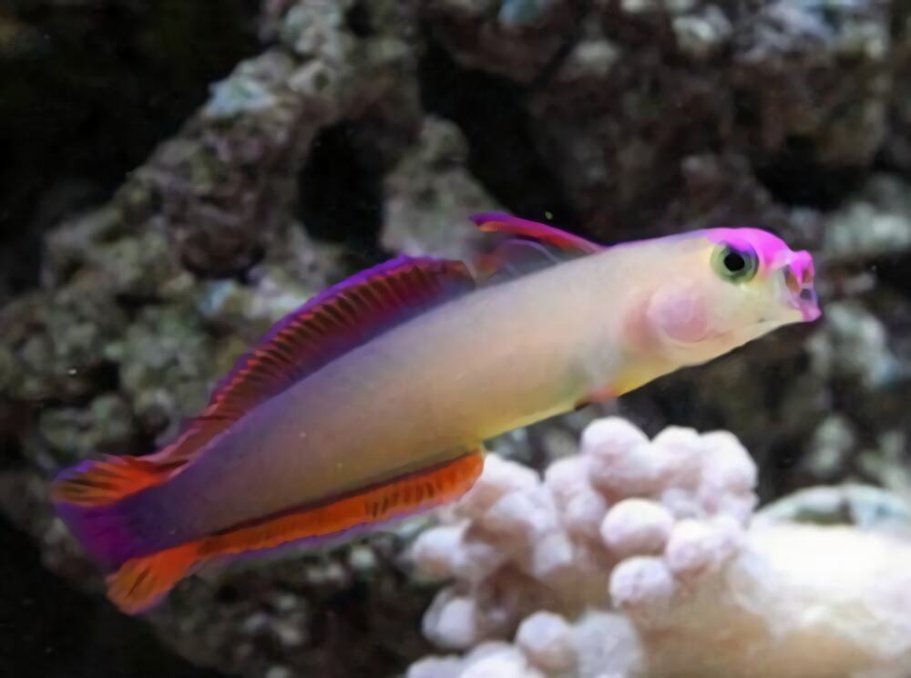 华丽线塘鳢身份信息