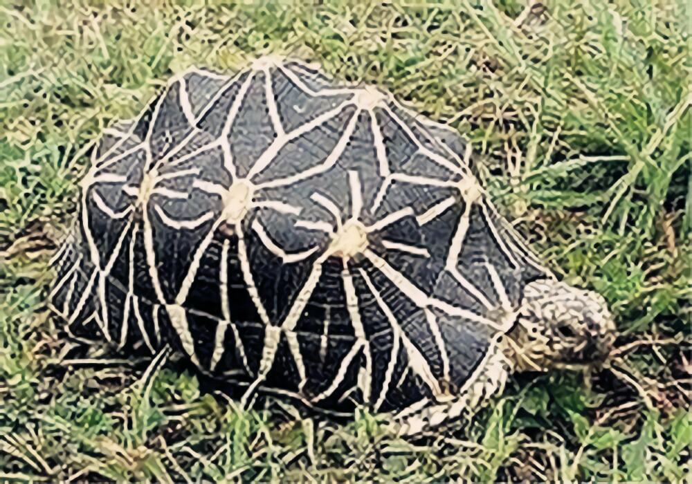 几何陆龟身份信息