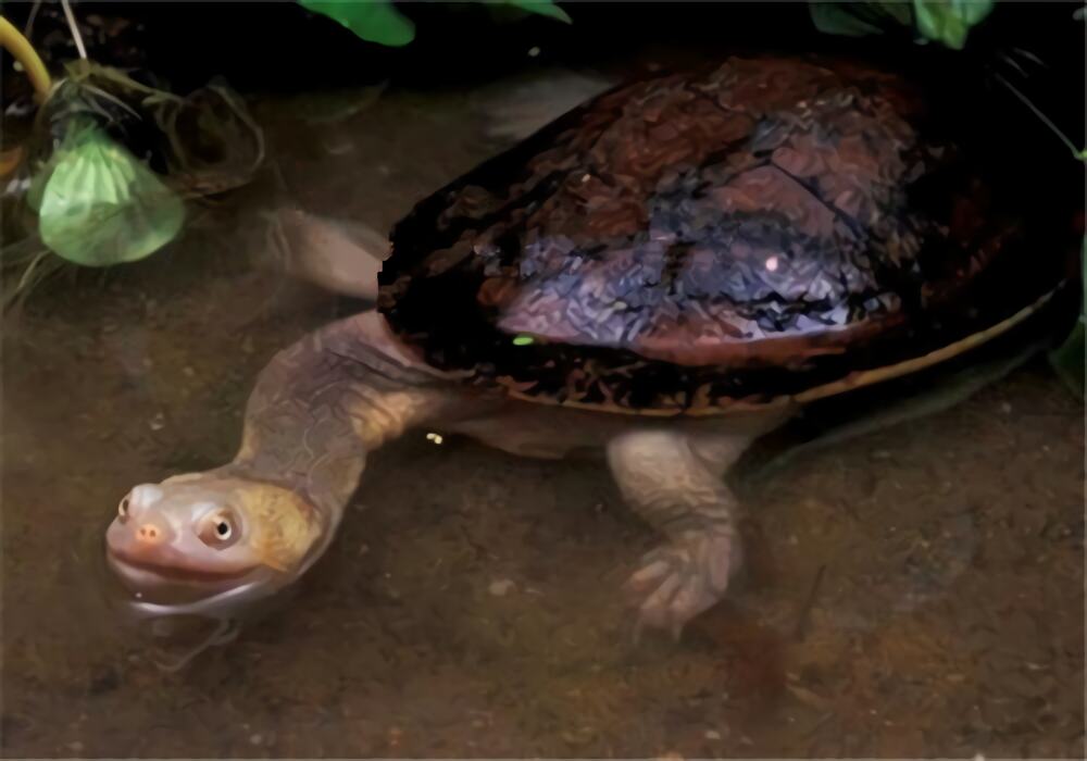 巨头蛇颈龟身份信息