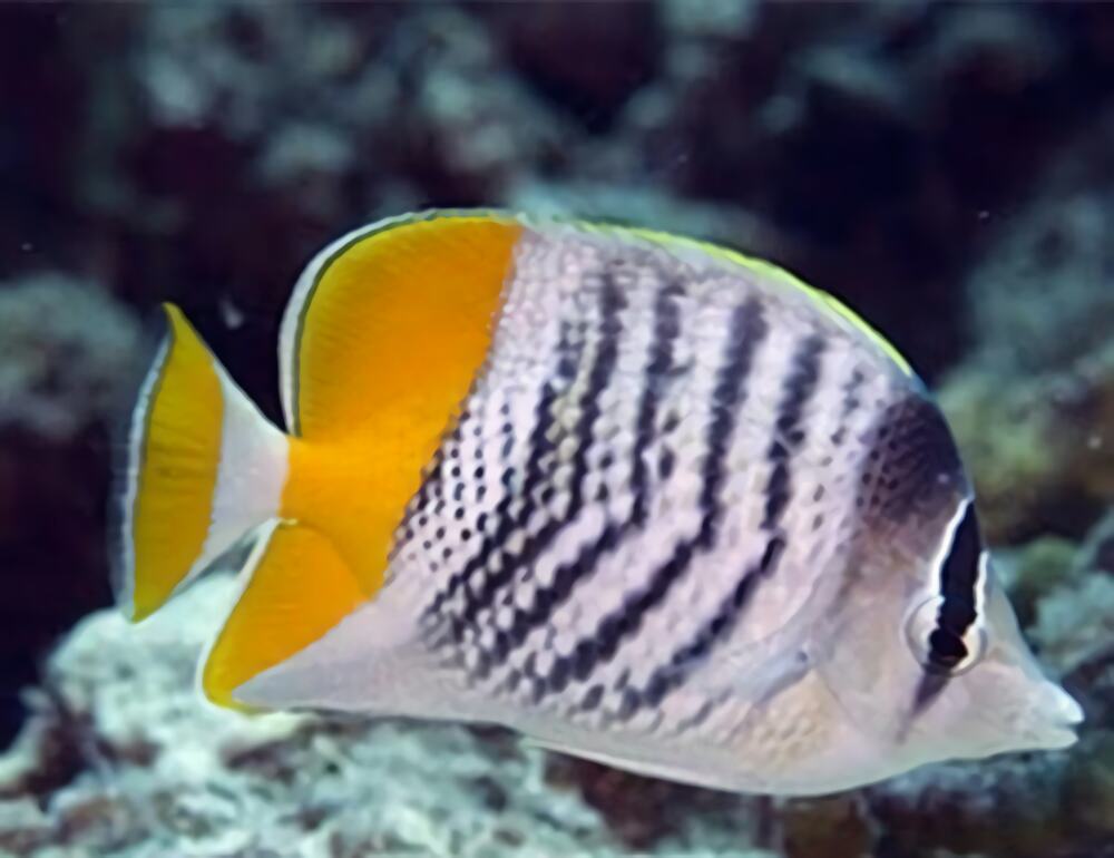 默氏蝴蝶鱼身份信息