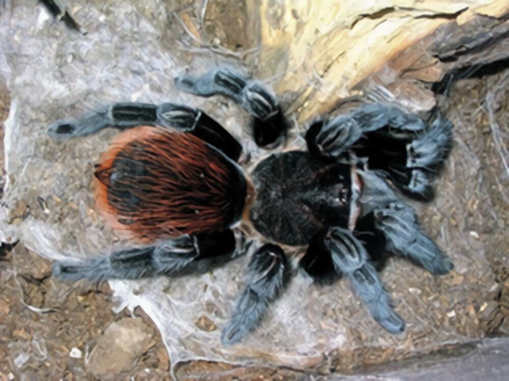 玻利维亚红尾身份信息