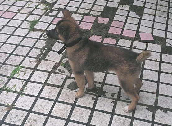 网友捡了一只小狗,它心理状态非常好,每日全是笑嘻嘻的情况