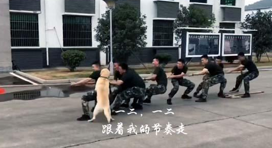 兵哥哥在拔河,狗狗也来帮忙,这样的胜利算不算作弊?