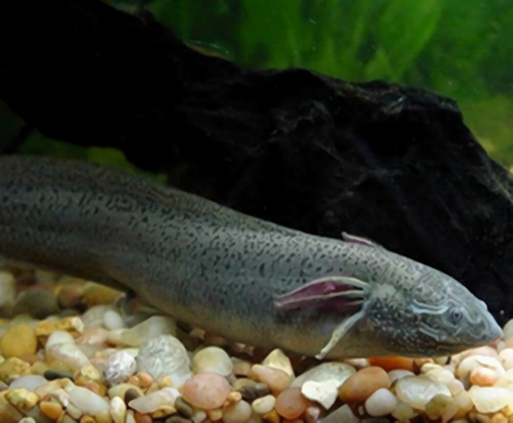 澳洲肺鱼身份信息