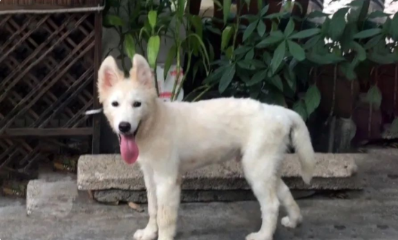 爱犬意外走失,主人天天寻找,23天后竟在狗肉馆发现了它