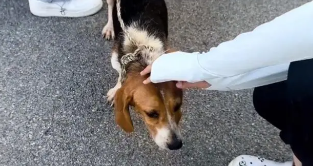 比格犬也难免沦为烂脖子交易品,狗主:想养狗就买,不养就卖