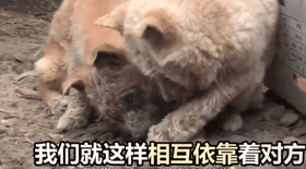 两只狗狗在水沟里等死,被救后却迟迟不肯离去,竟是因为…