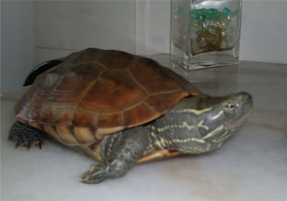 大头乌龟身份信息