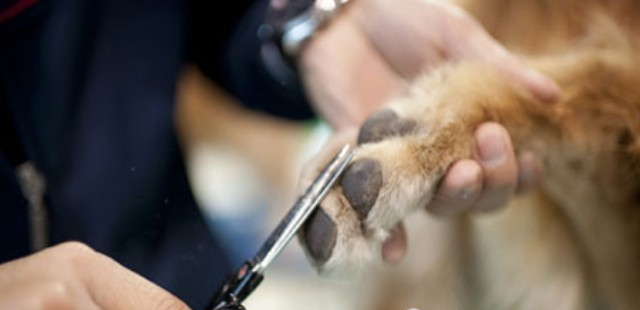 训狗训犬教程:怎么正确的帮狗狗剪指甲