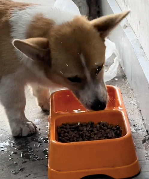 狗狗吃饭前先把水往狗粮里拱,然后才开吃!狗:太硬了,水泡一下