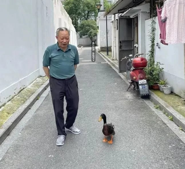 遛狗遛猫遛乌龟都不算啥!杭州大伯遛的小家伙被30万网友点赞:太萌了