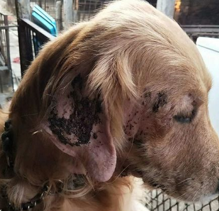 因病主人把养了4年的金毛丢弃,看着主人背影,狗狗表情让人泪奔~