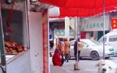 为了吃肉狗豁出去了,肉摊前坐了好数小时
