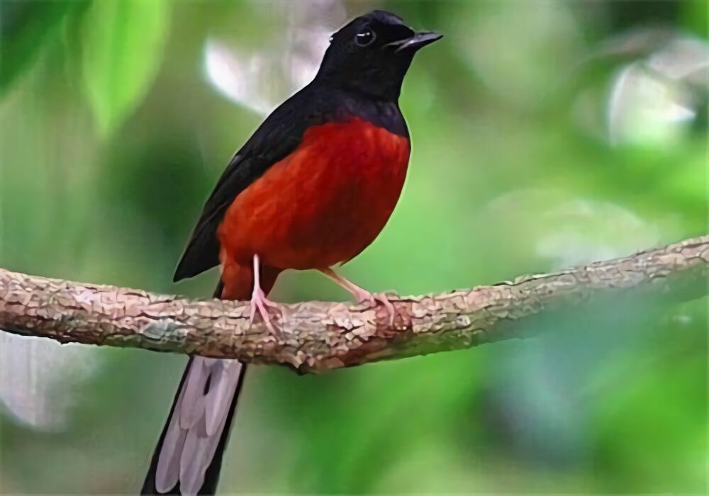 四喜鸟身份信息