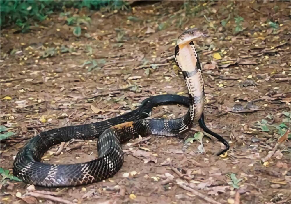 泰国眼镜蛇身份信息