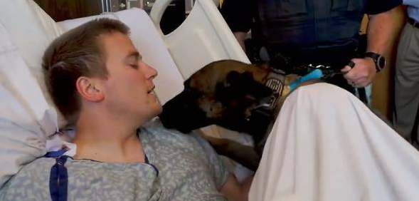 警犬3天不见搭档,激动得一直想扑上去!简直跟普通狗狗一样